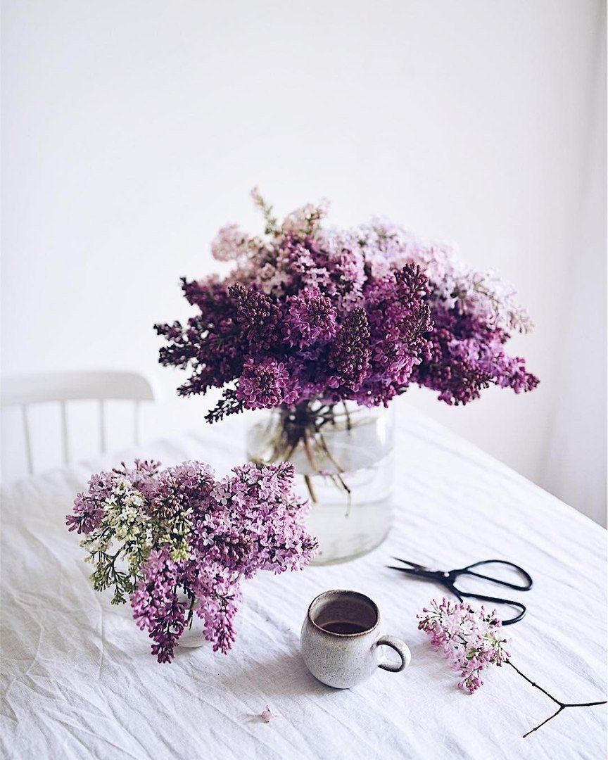 Сирей цветок