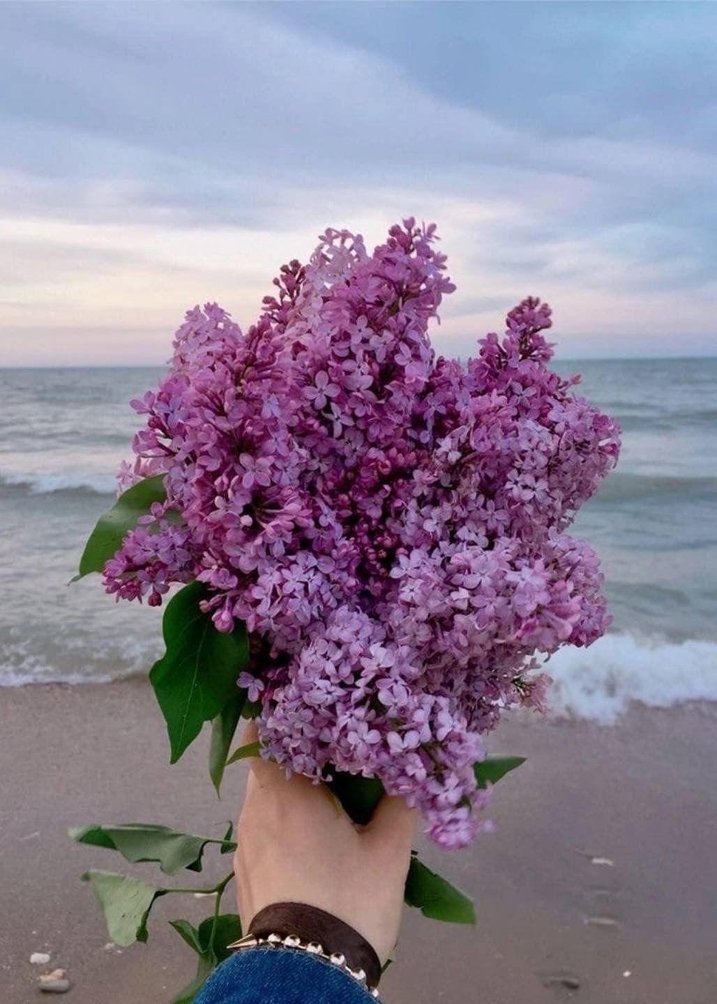 Сирень в руках