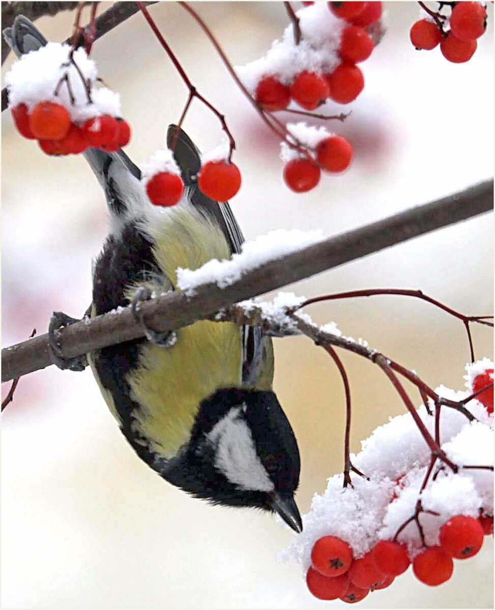 Зимние птицы