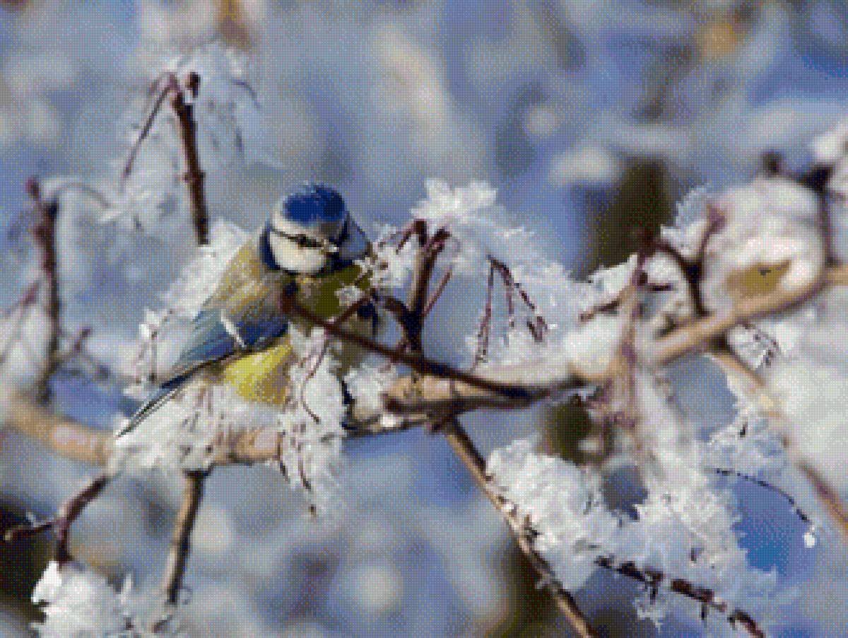 Февраль птицы