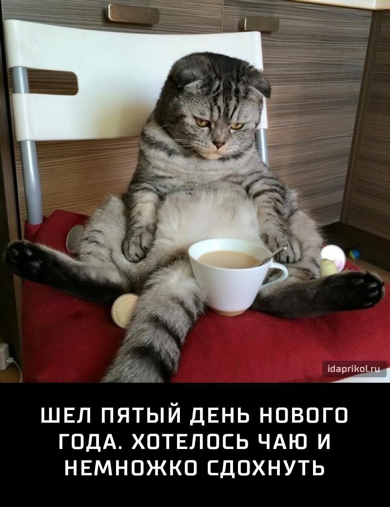 Котик с синяками под глазами