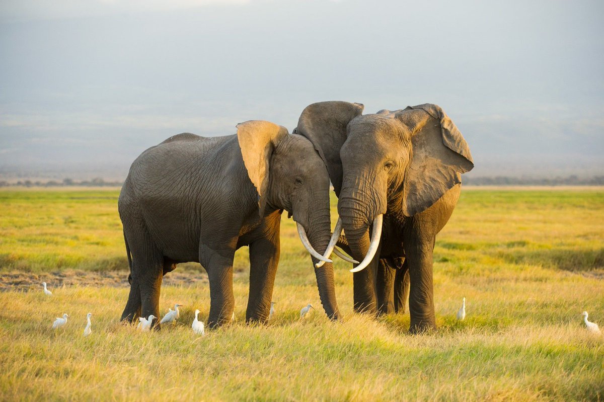 Иллюстрации слонов
