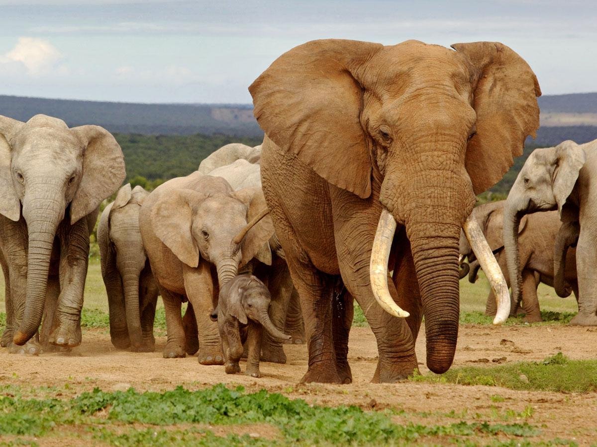 Самый красивый слон в мире