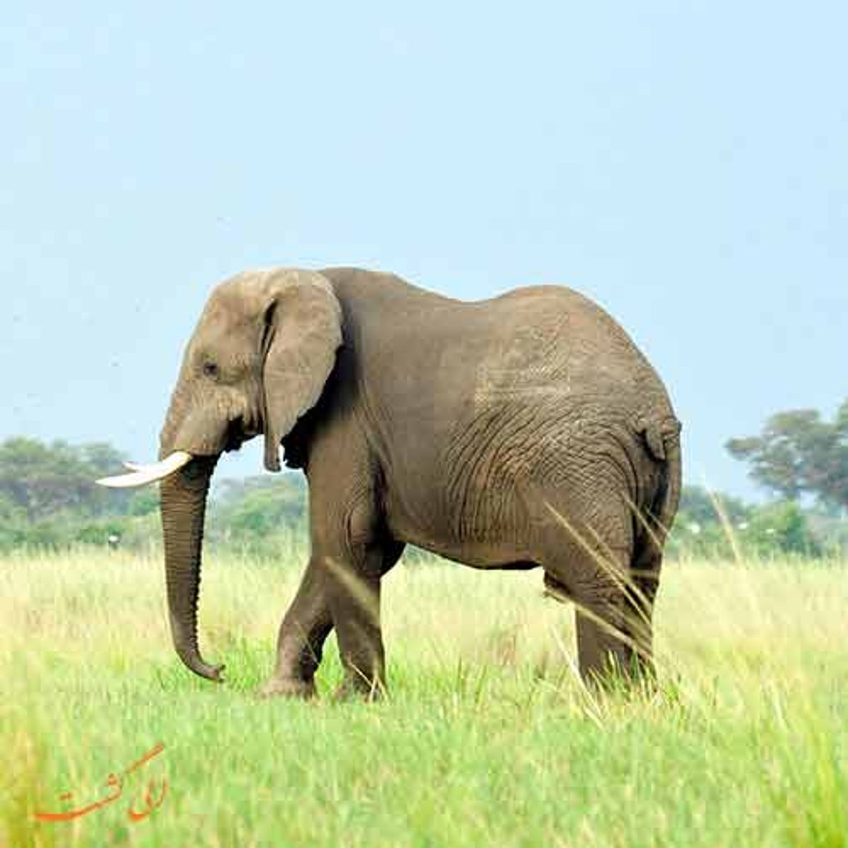 Злой Африканский слон