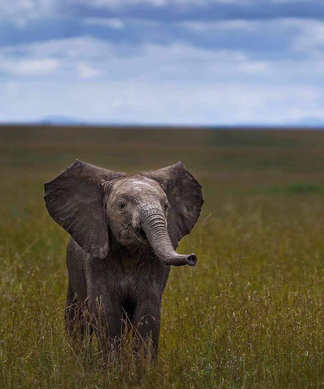 Уши африканского слона Loxodonta africana большого размера, так как они …