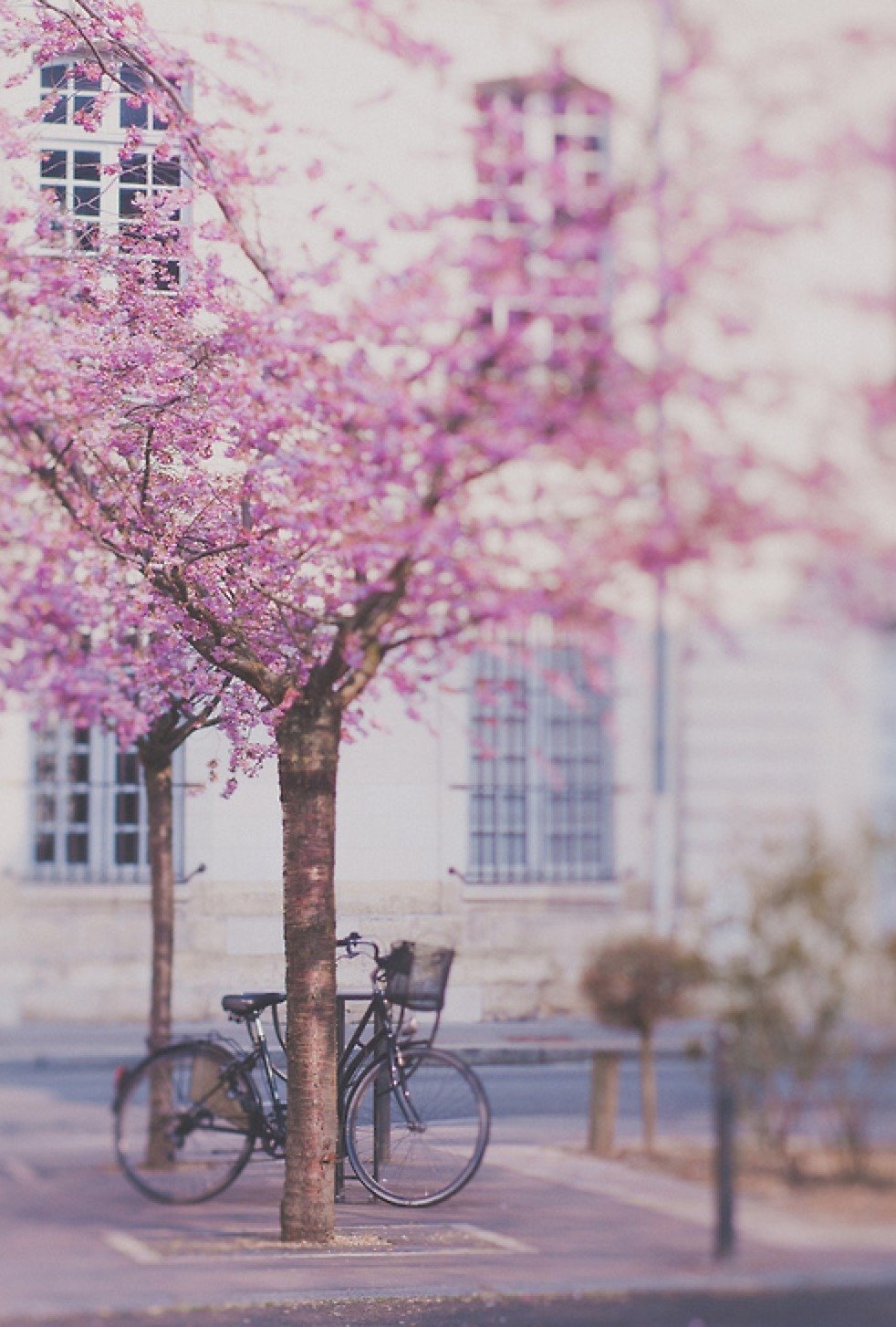 Весна в розовых тонах