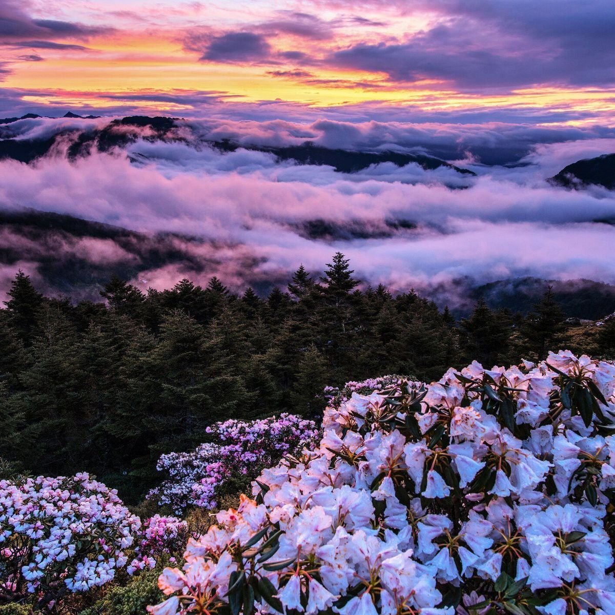 Эстетика природы