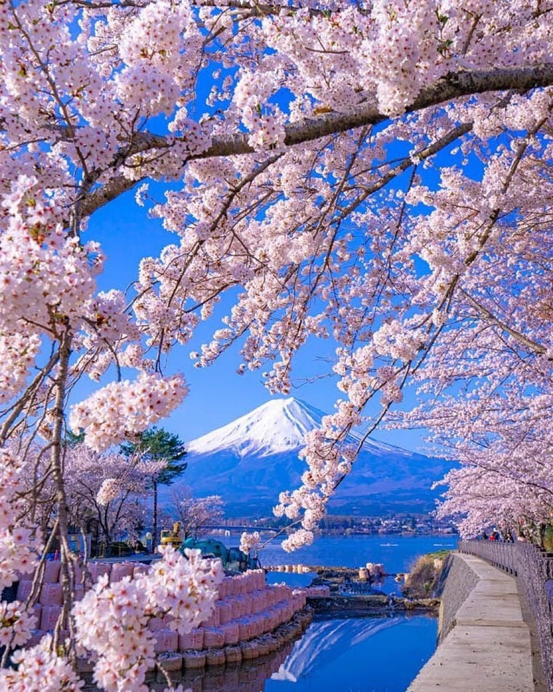 Япония Сакура и Фудзияма