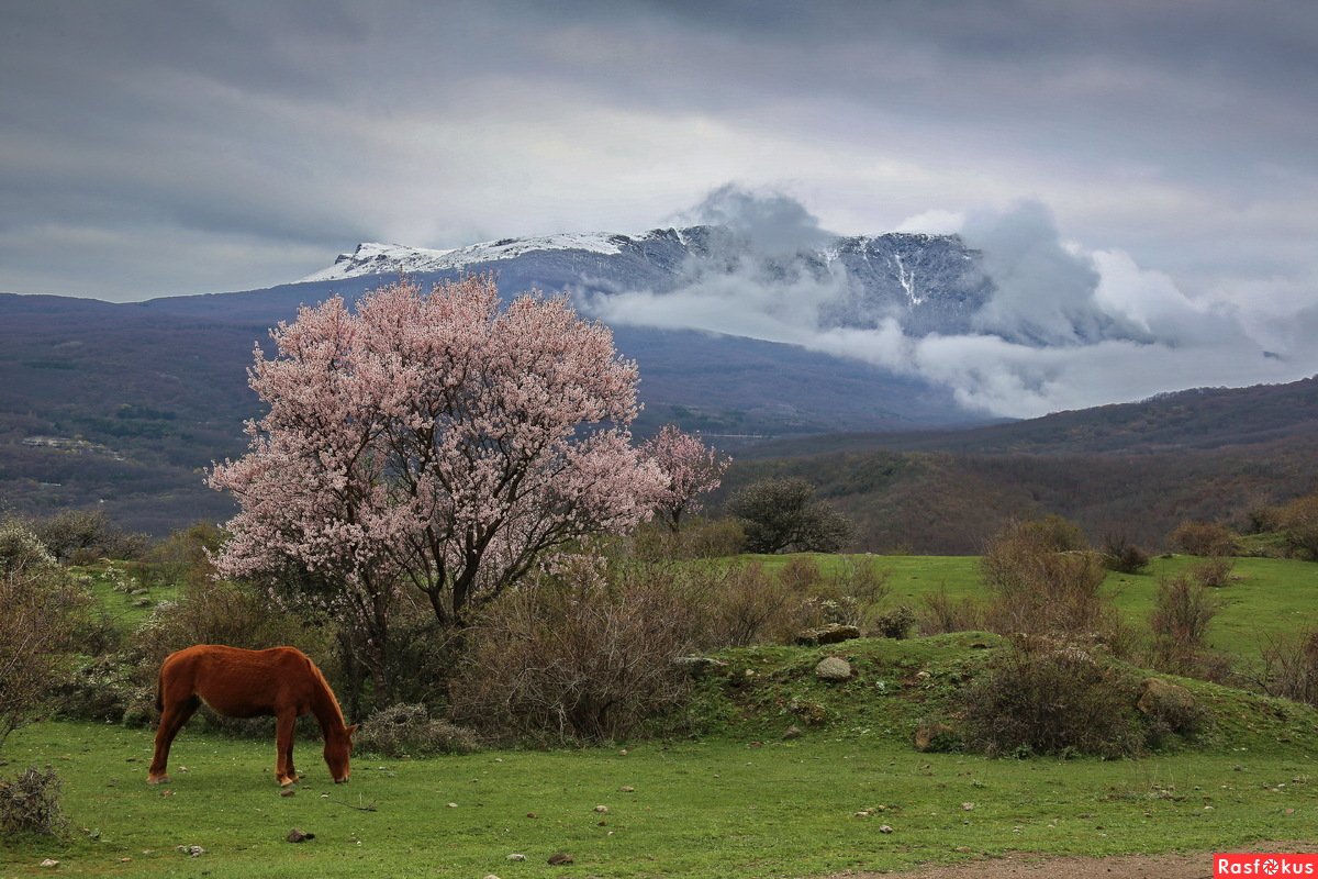 Весна в Крыму пейзажи