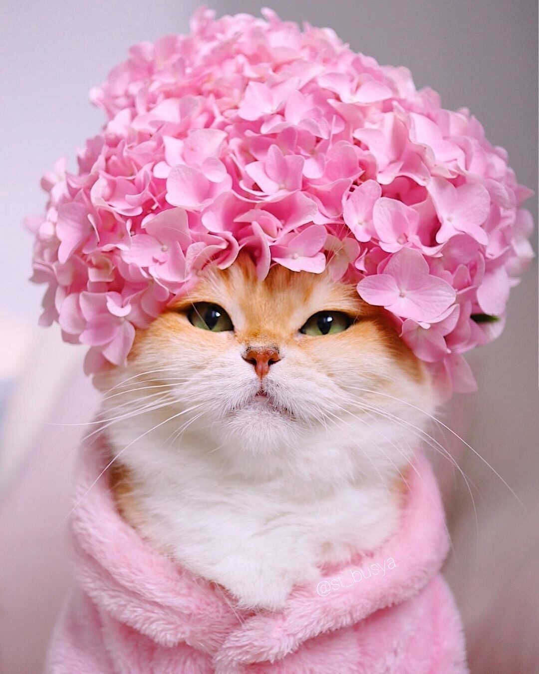 Хорошего дня котик