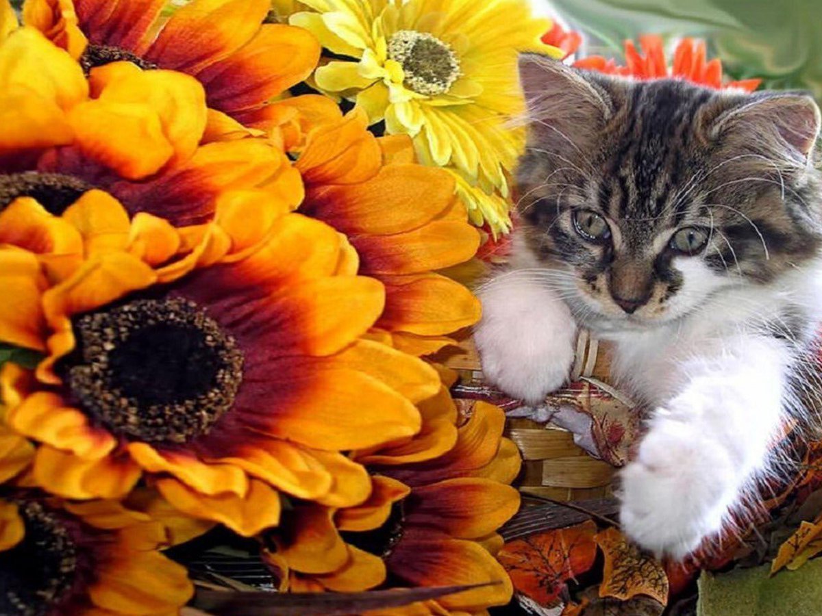 Прекрасного дня котик