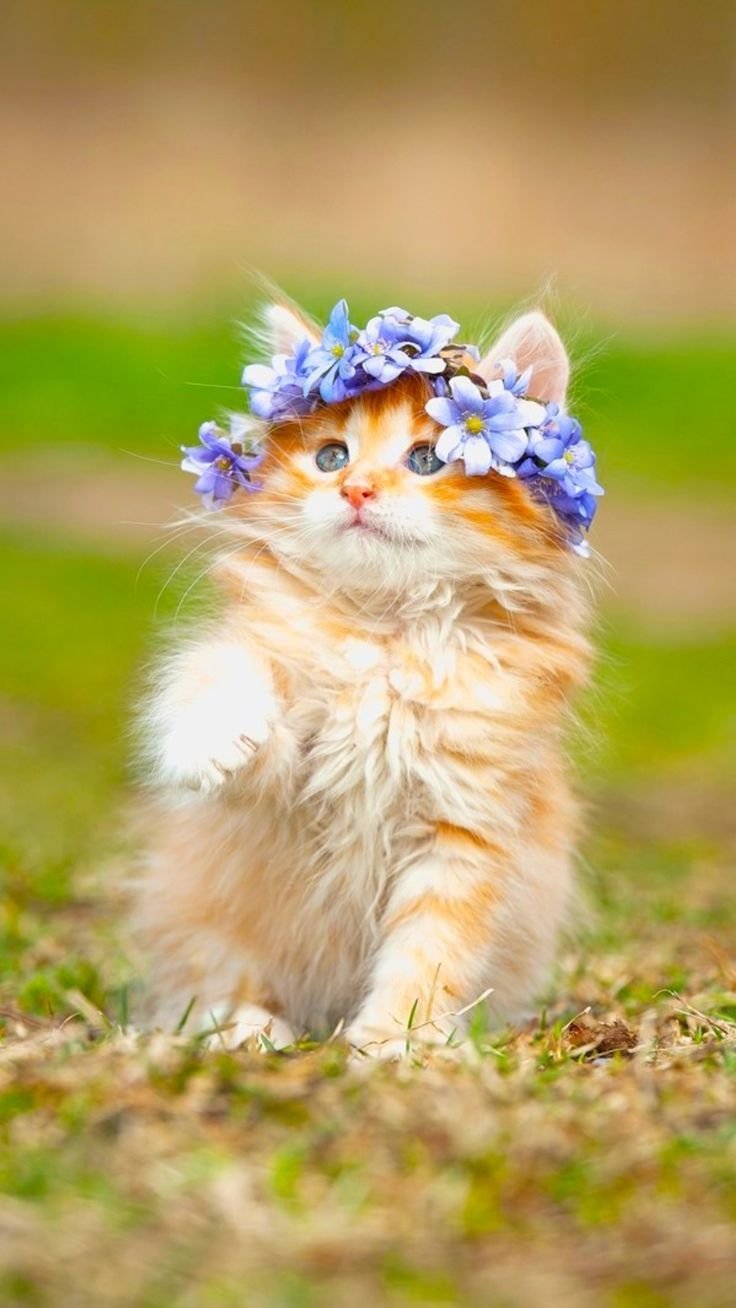 Красивые кошечки