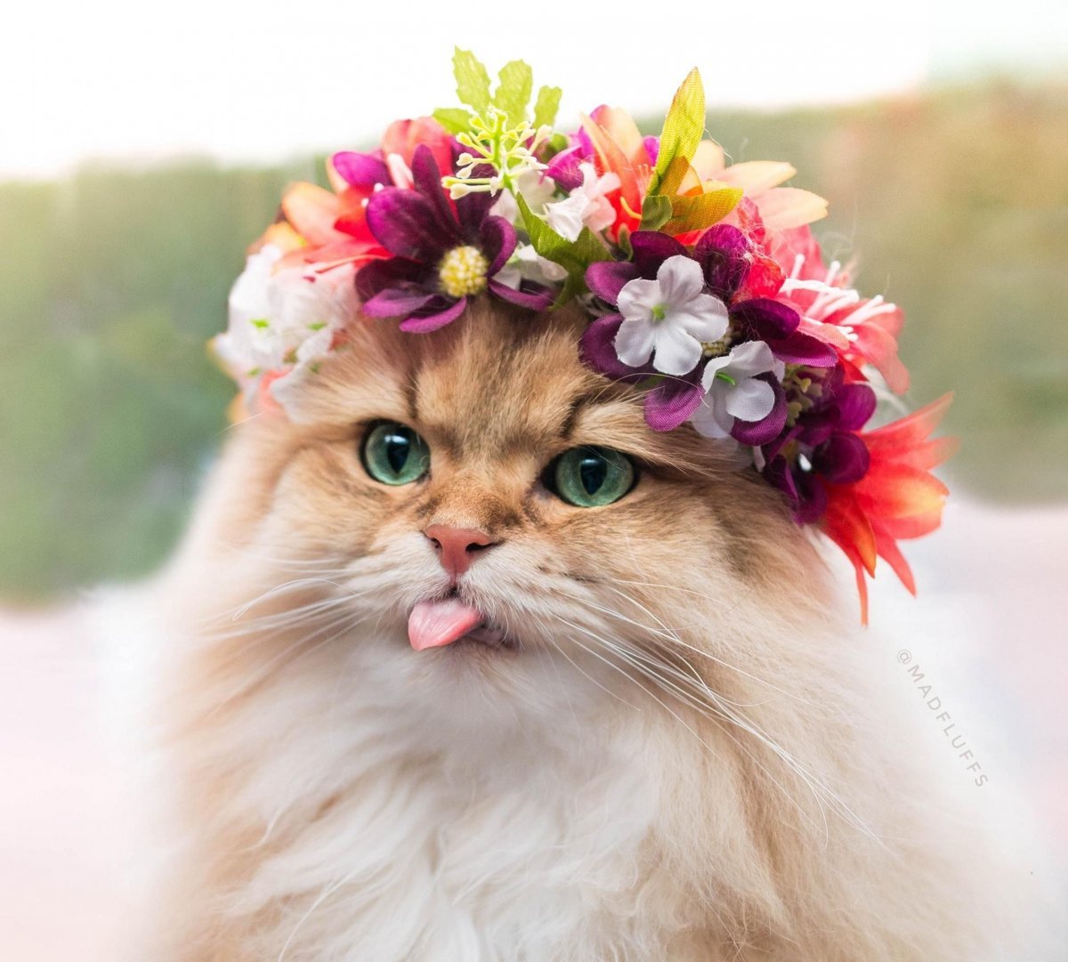 Кошка в венке из цветов