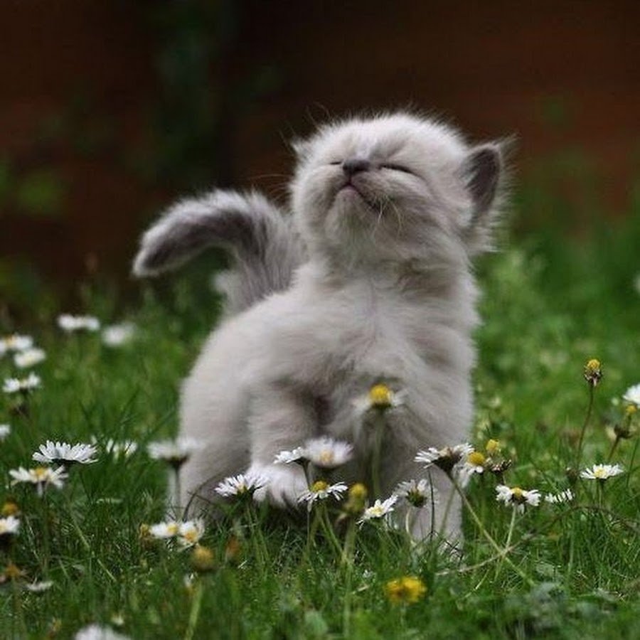 Статусы про хорошее настроение