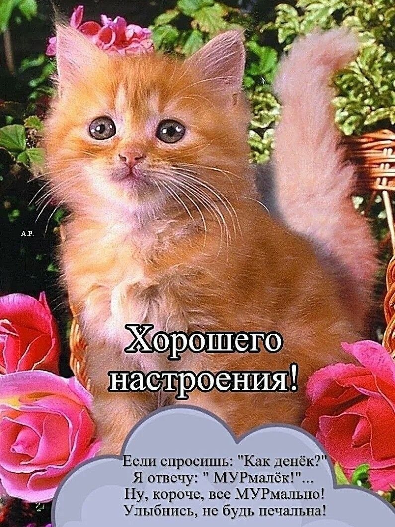 Открытки с котятами и цветами