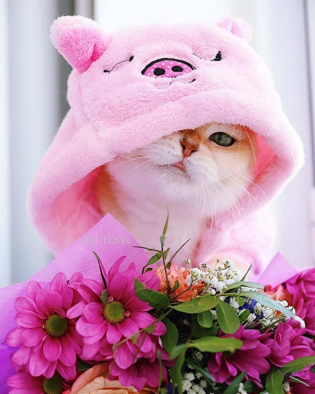 Доброе утро котенок