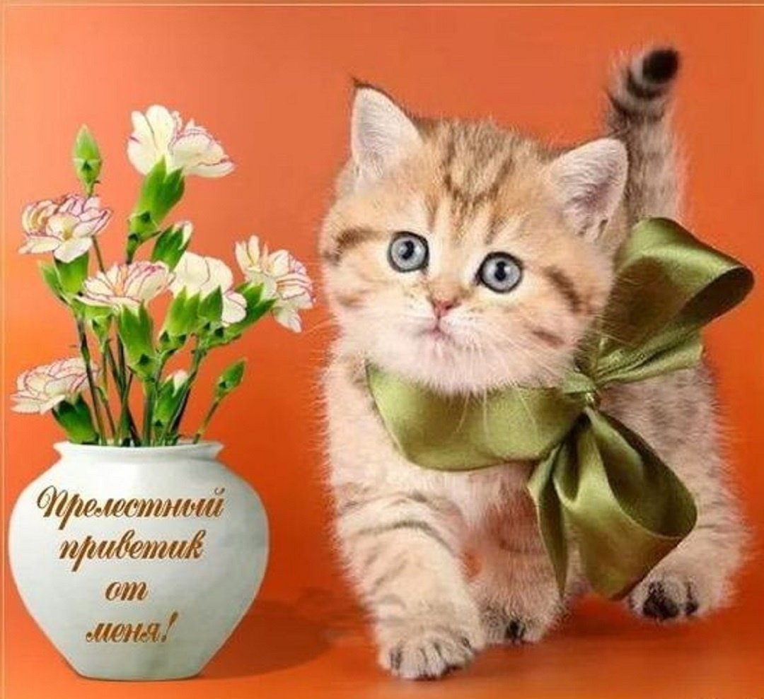 Котенок с бантом