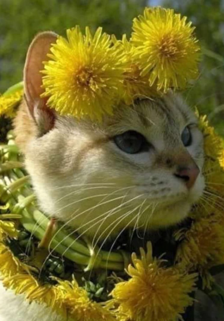 Кошка в одуванчиках