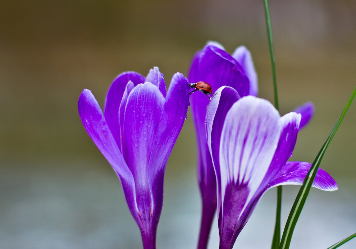 Крокус Flower record (1шт.)