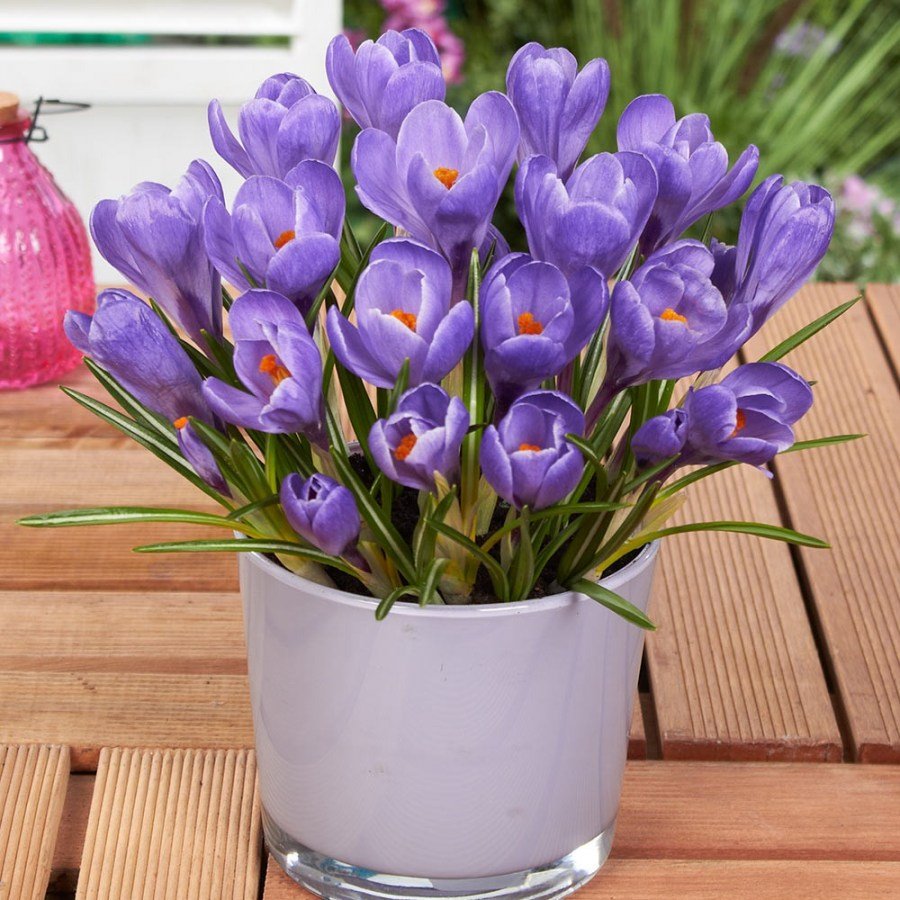 Крокус Шафран цветок