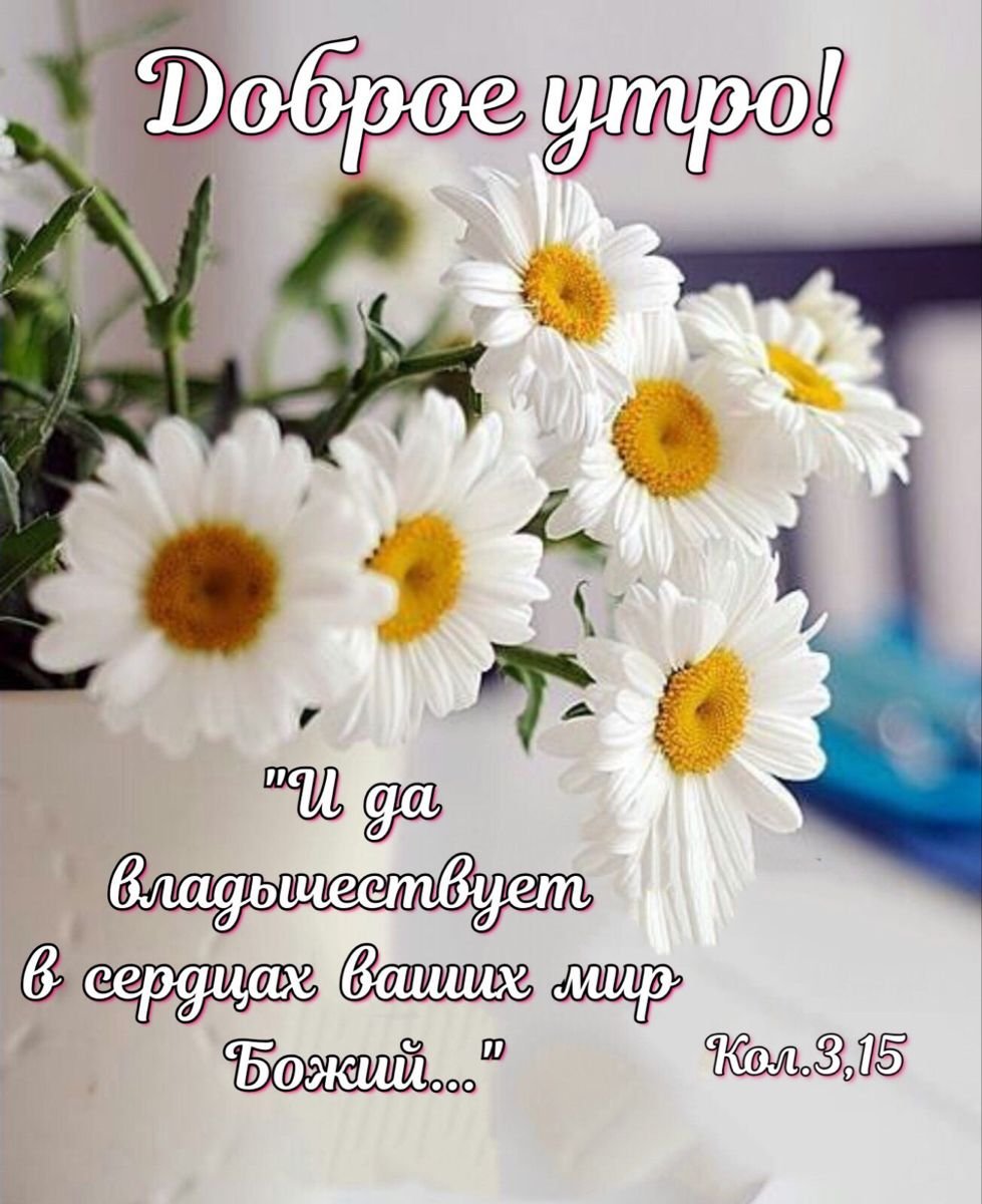 Доброе утро ромашки красивые