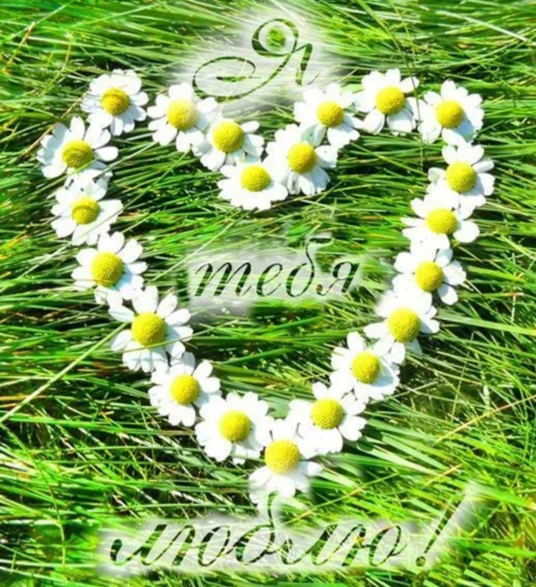 Ромашки для любимого