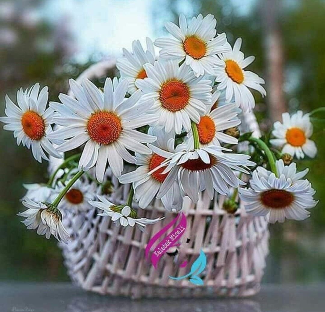 Букеты ромашек с пожеланиями