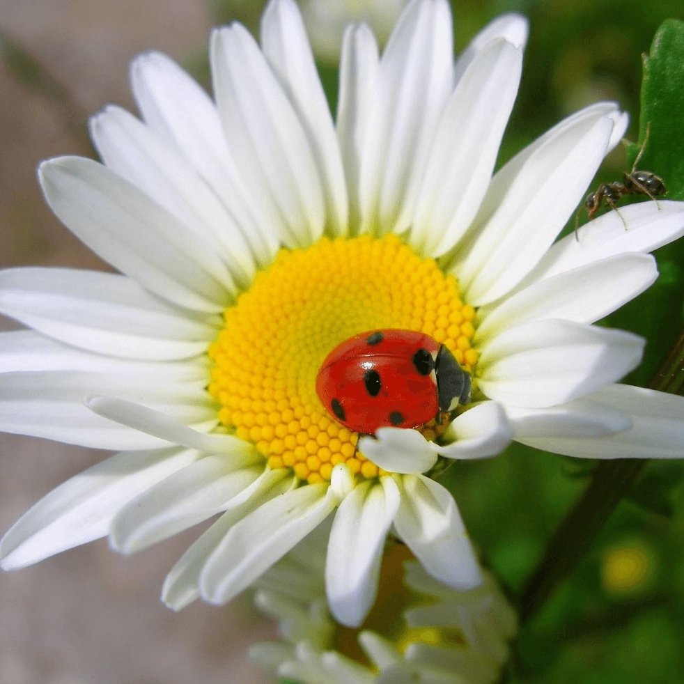 Божья коровка на ромашке