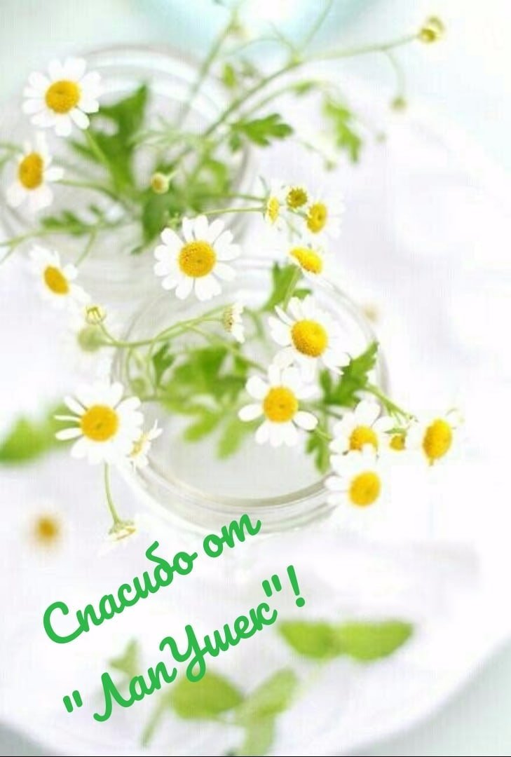 Летние нежные ромашки