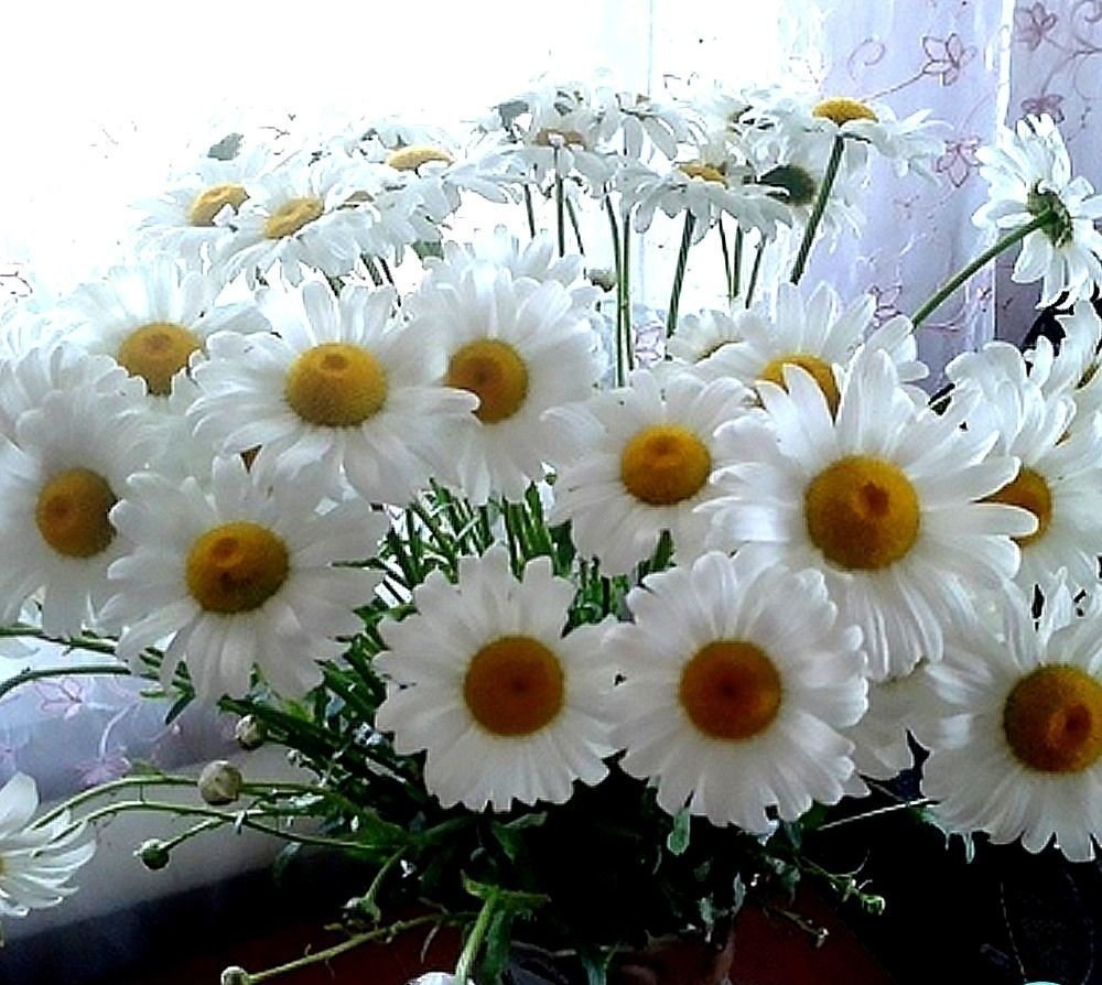 Красивые ромашки для любимой