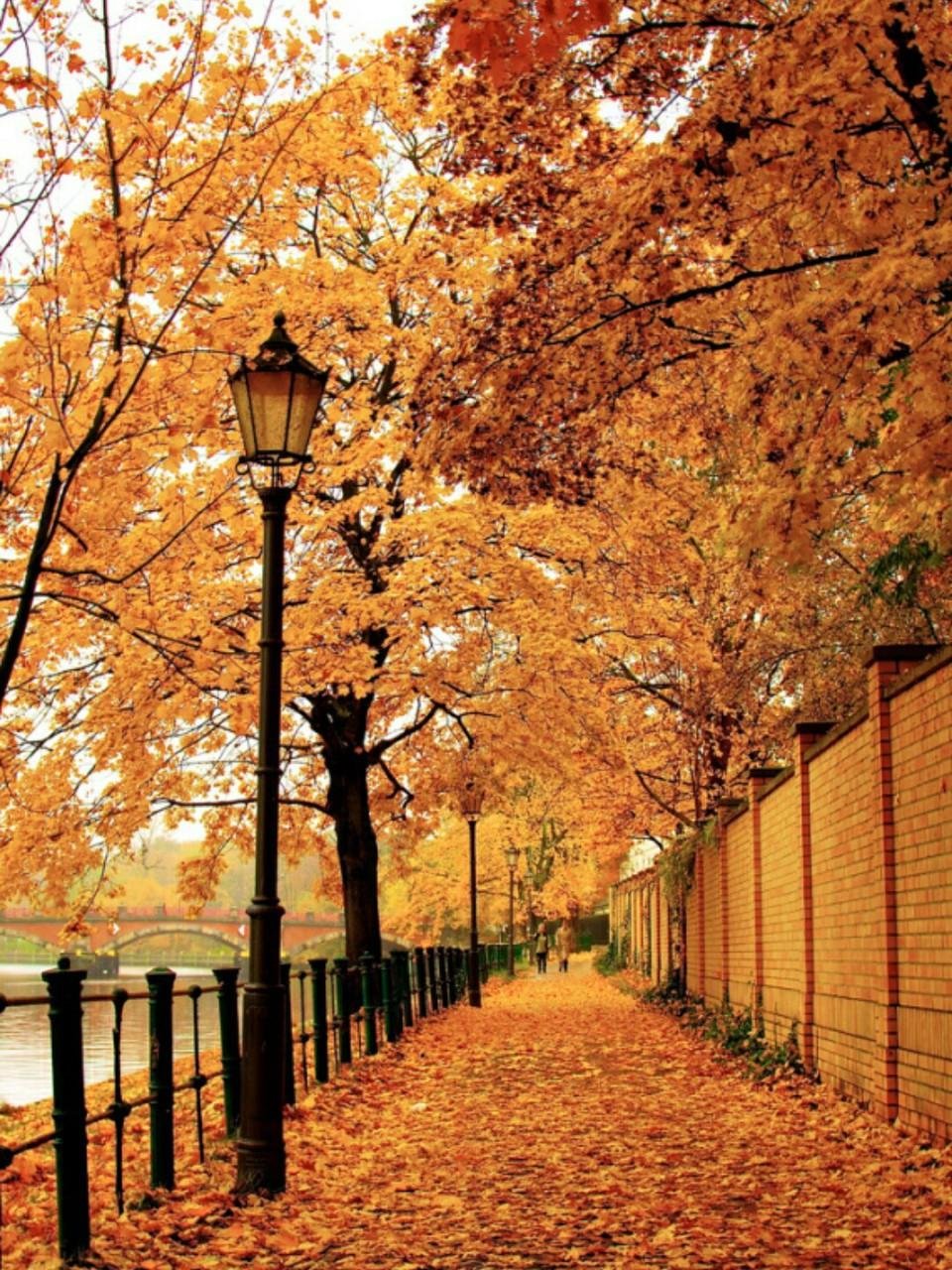 Красивая осень