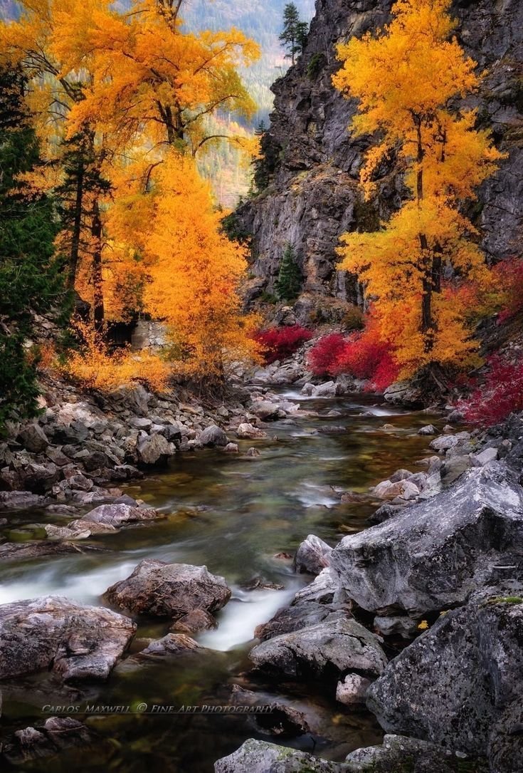 Яркие листья осени