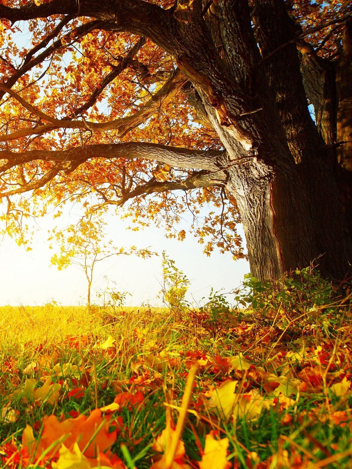 Кленовый лес