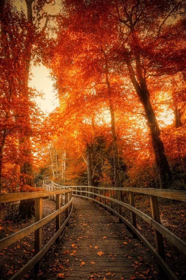 Золотая осень