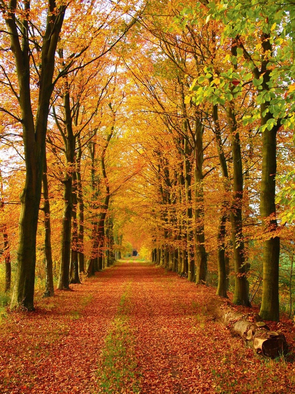 Красивая осень