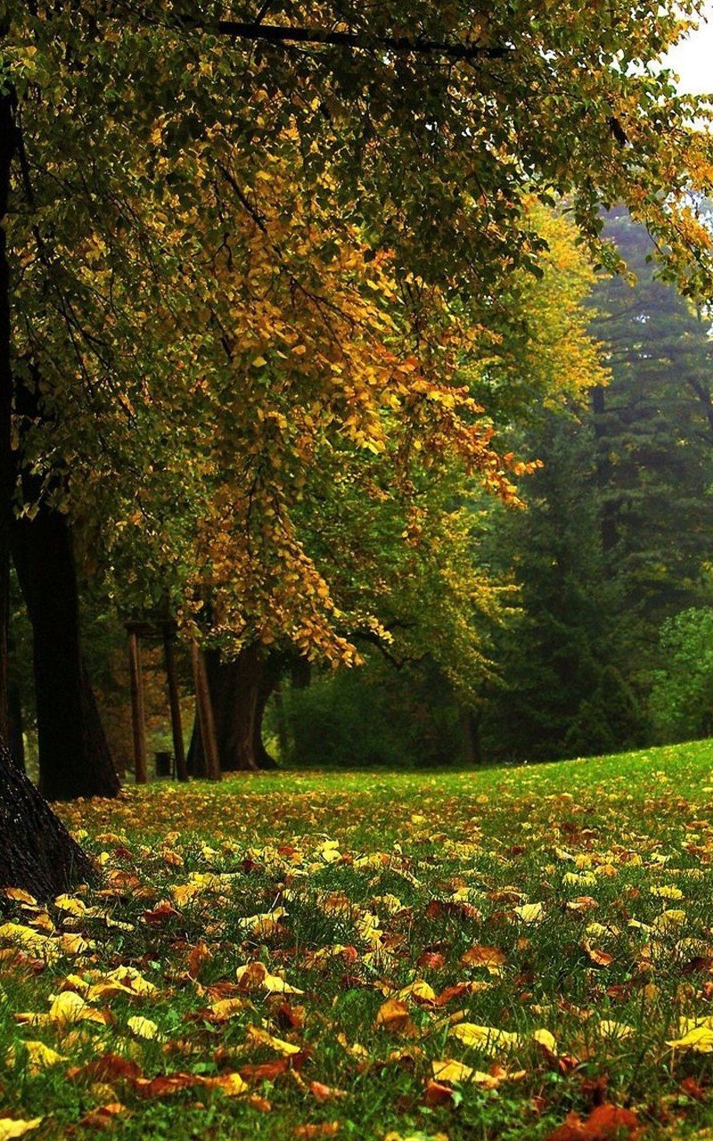 Осенний пейзаж аллея