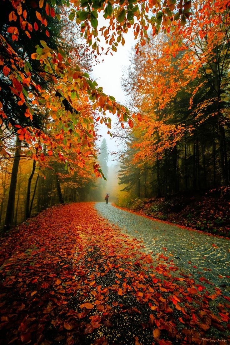 Майк Савад фотохудожник осень