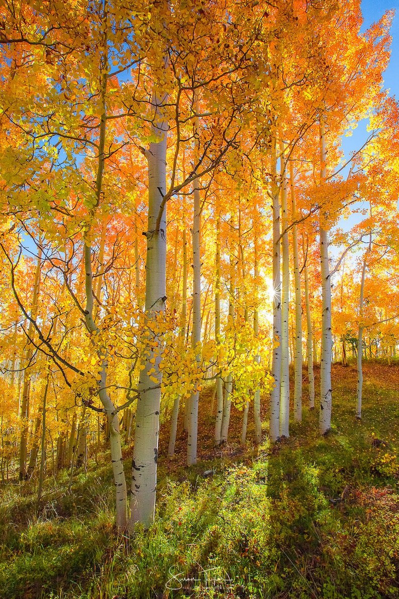 Золотая осень