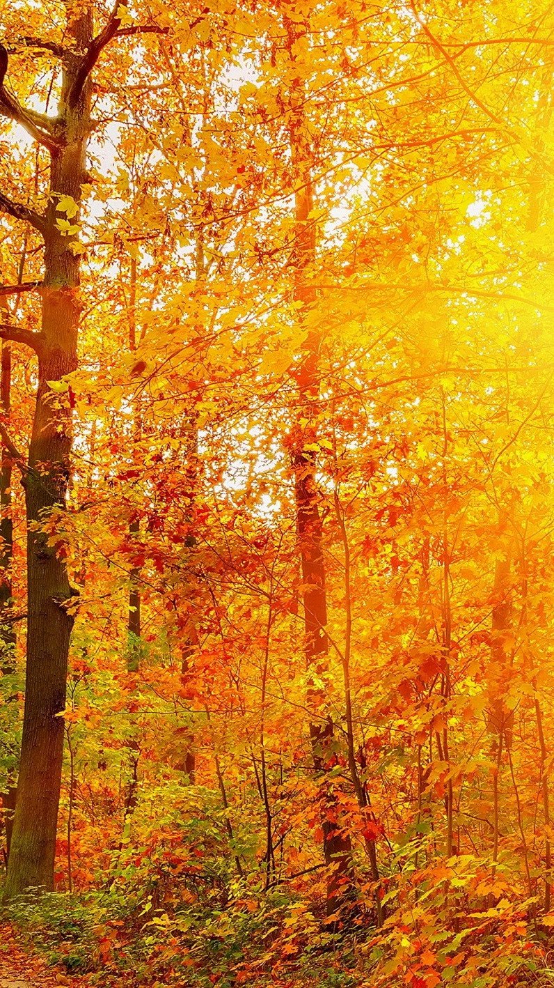 Красивая осень