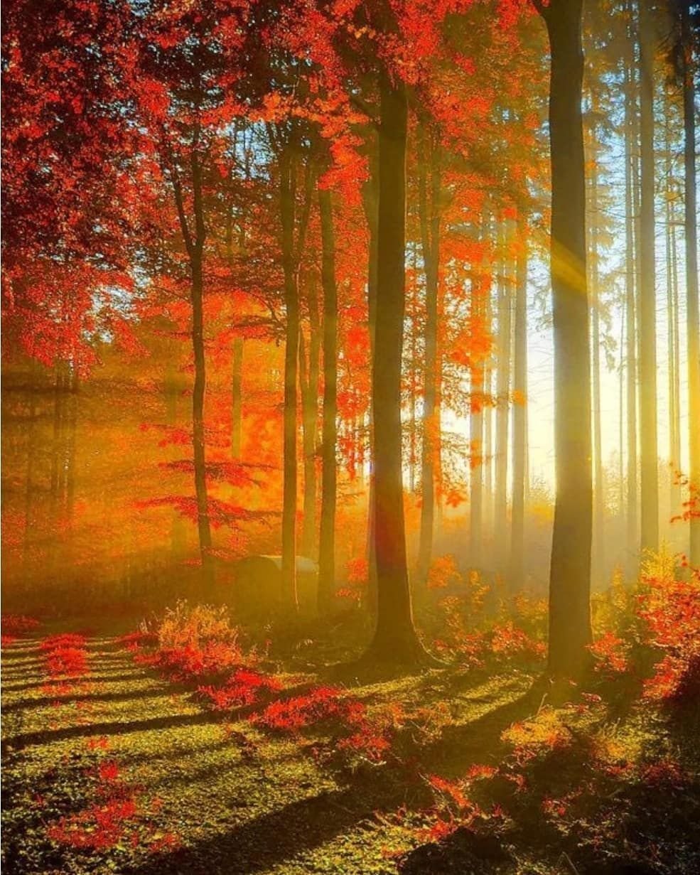 Осенние обои