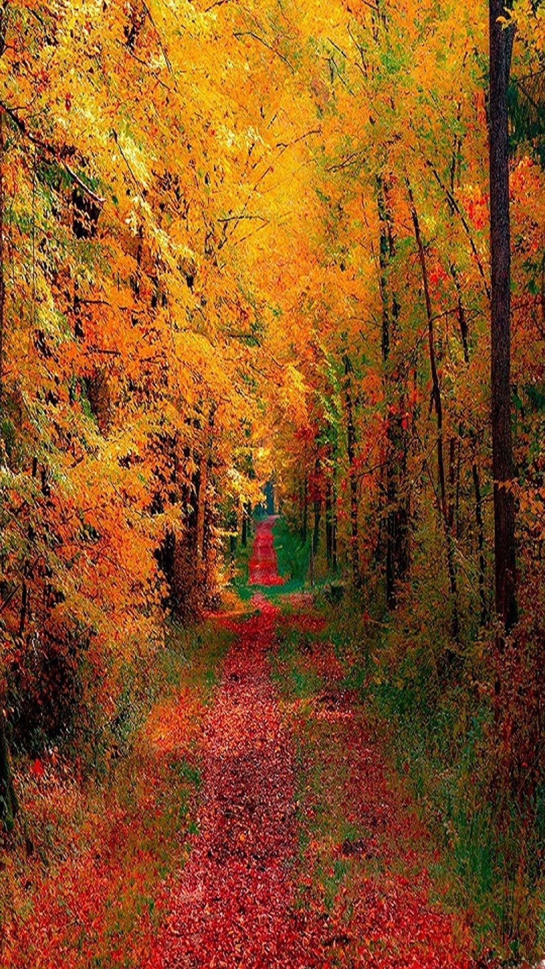 Осень отражение в воде