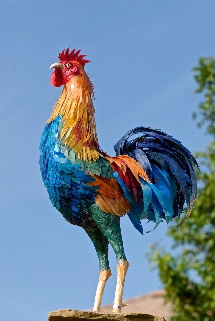 Настоящий петух