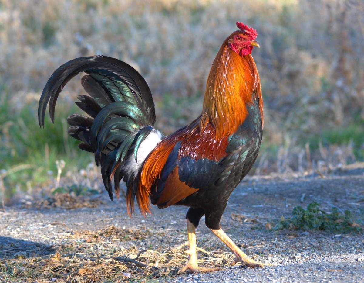 Красивый петух