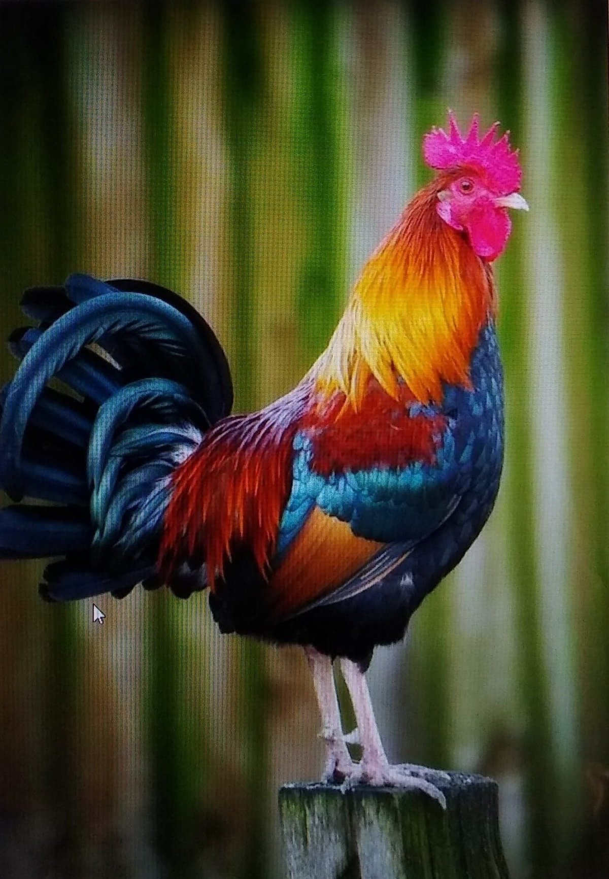 Разноцветный петух