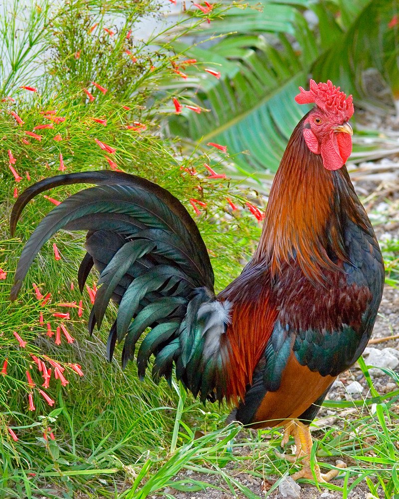 Красивый петух