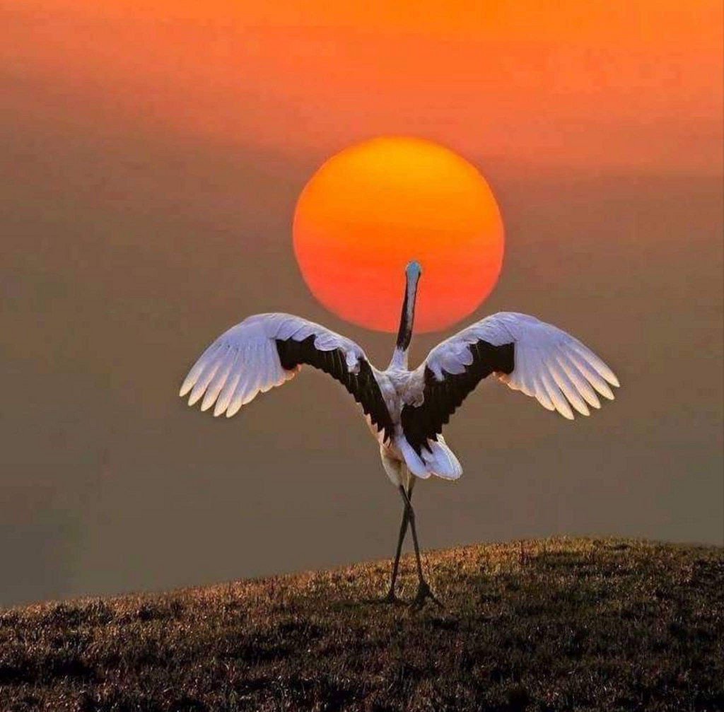 Аист на закате