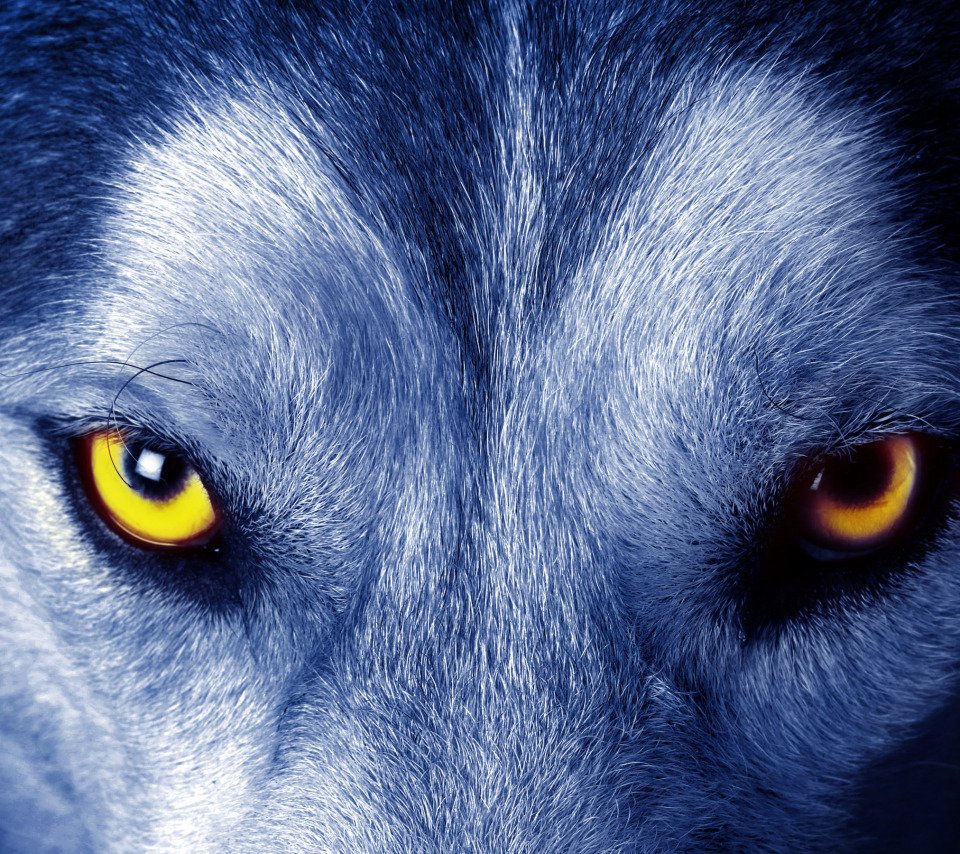 Взгляд волка