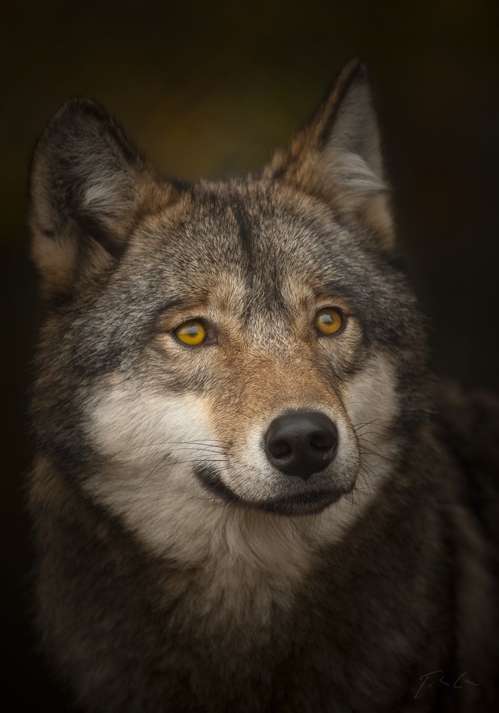 Взгляд волка