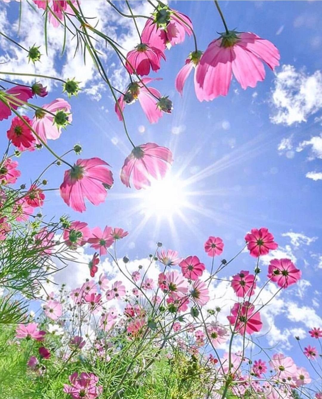 Ноги в цветах