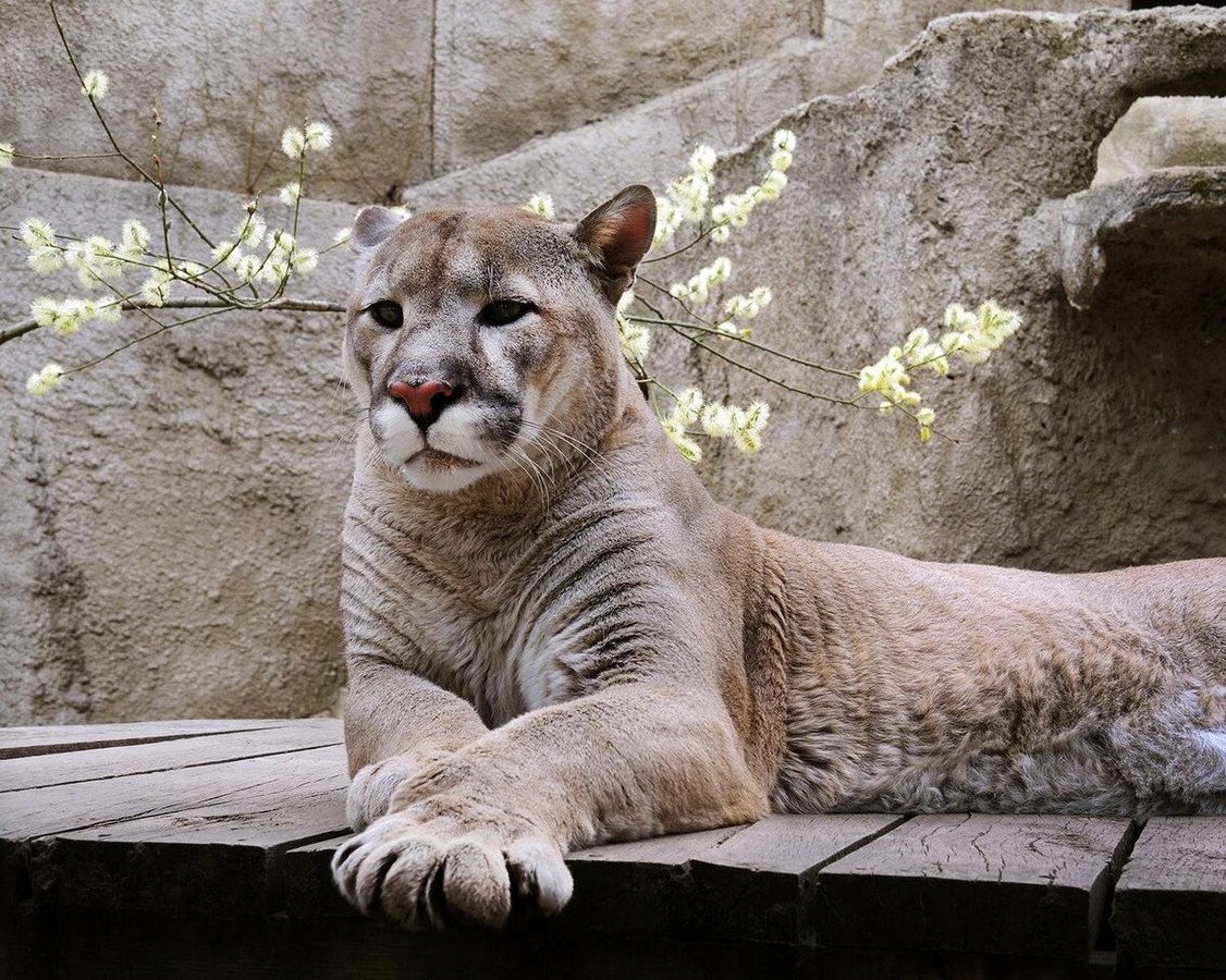 Московский зоопарк Москва животные